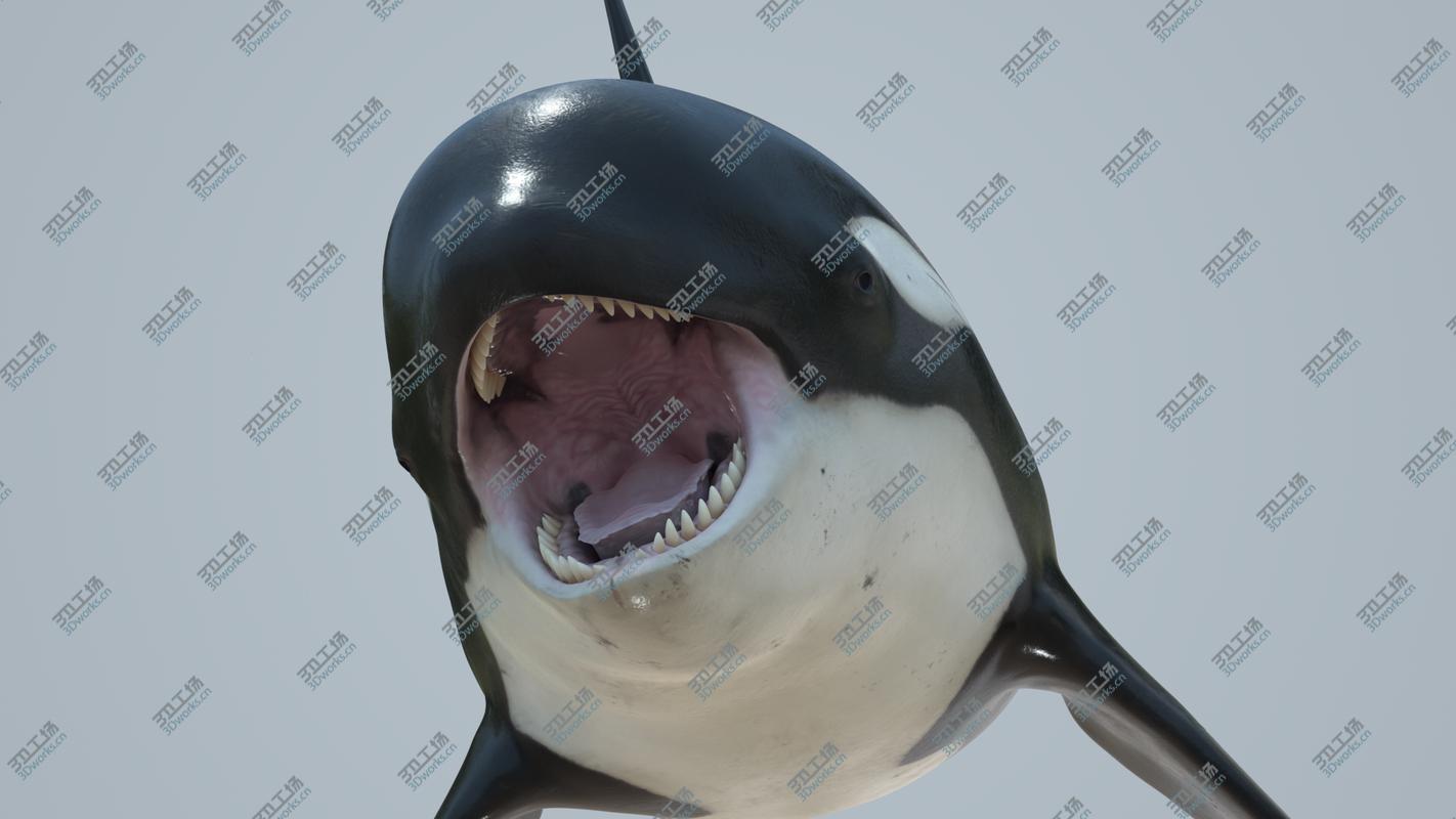 images/goods_img/20210319/Killer whale rigged and animated for Cinema 4d 3D model/3.jpg